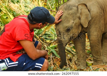 CHIANG MAI, THAILAND - MARCH 16 : People can experience the lifestyle of elephants in their natural habitat  (no hook, no chain, no riding) on MARCH 16, 2015 in Chiang Mai, Thailand.