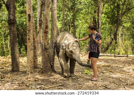 CHIANG MAI, THAILAND - APRIL 24, 2015 : People can experience the lifestyle of elephants in their natural habitat  (no hook, no chain, no riding) in Chiang Mai, Thailand.