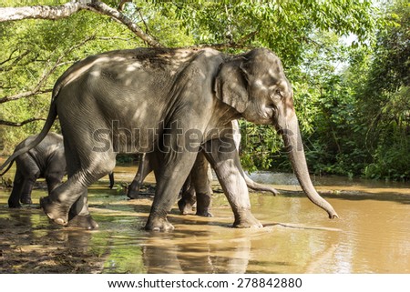 Group of elephant jungle in Thailand walk in the river.