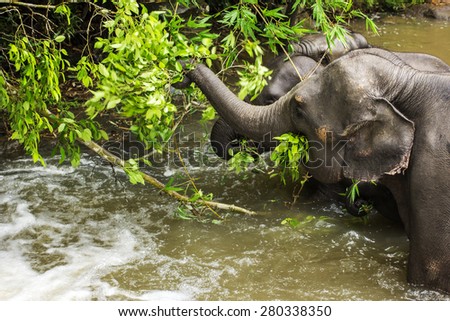 Group of elephant jungle in Thailand eat green leaf in the river.