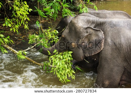 Group of elephant jungle in Thailand eat green leaf in the river.