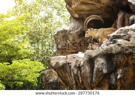 Nubian ibex stand on the cliff.