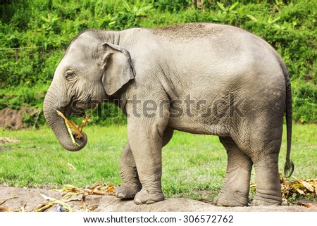 Elephant jungle.