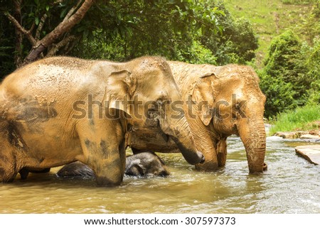 Group of elephant jungle in Thailand play water in the river.