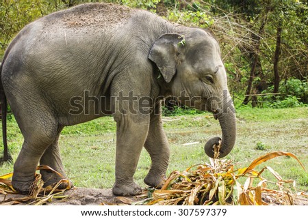 Elephant jungle.