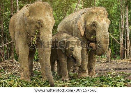 Group of elephant jungle in Thailand.