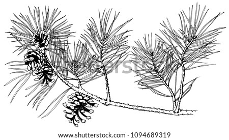 Similar – Image, Stock Photo black and white conifer