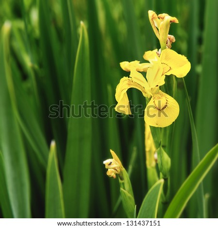 Beautiful yellow flag iris pseudacorous (also known as water flag iris)  in the spring time with selective focus on a single bloom and copy space.