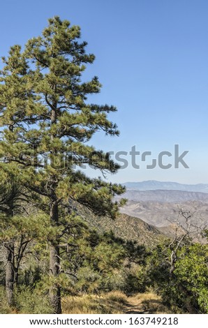 View of hiking trail, forest and the Laguna Mountains, Cleveland National Forest, San Diego County, California, USA.  Oak (Quercus sp.) and pine trees are prevalent in the forest.