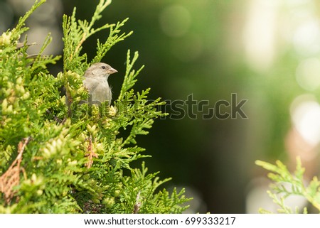 Flora and fauna concept. Little brown bird sitting on green healthy thuja. Flying animal in natural environment.
