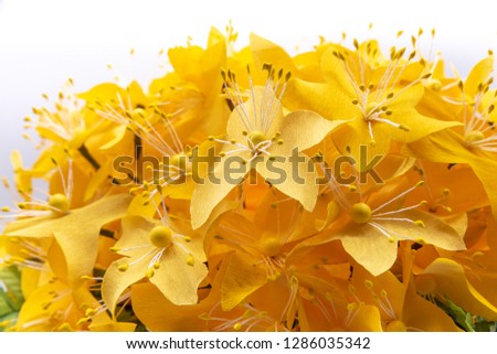 Similar – Image, Stock Photo yellow star flowers of golden lily against dark background