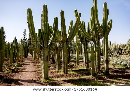 Cacti garden. Green tall cacti and succulents growing in botanical, tropical garden in the desert, arid climate. Cactus landscape