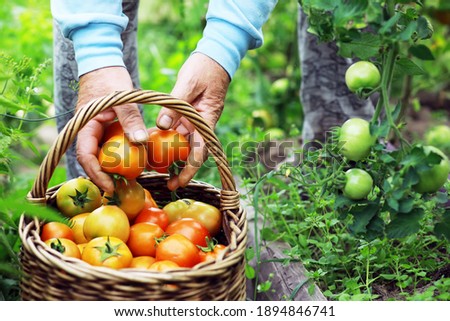 Happy organic farmer harvesting tomatoes in greenhouse. Farmers hands with freshly harvested tomatoes. Freshly harvested tomatoes in hands. Young girl hand holding organic green natural healthy food. 