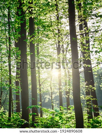 Forest trees. nature green wood sunlight backgrounds. vertical image