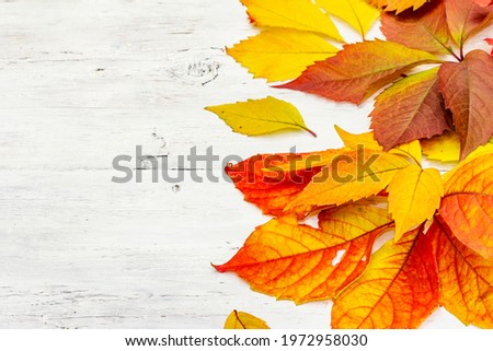 Colorful fall leaves on white wooden boards. Festive autumn background, card for Thanksgiving or Halloween, seasonal good mood, copy space
