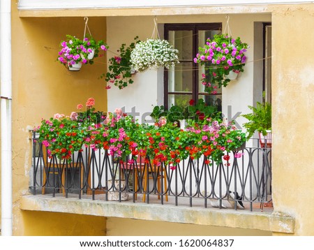 balcony garden. flowers on the balcony. Many colors adorn the balcony of the apartment in the old house. Summer sunny day.