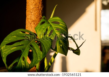 Beautiful monstera plant climbing on moss pole. Monstera Monkey Mask or Monstera obliqua in pot. tropical monstera Adansonii or Swiss cheese vine house plant leaves sunlight golden hour