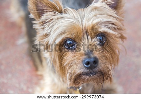 Close up head shot of Yorkshire terrier, a small, cute pet dog