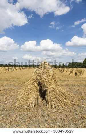 Harvest time in summer in England, with harvested corn tied into attractive, traditional stooks, or sheaves in the cornfield, on a sunny summer day