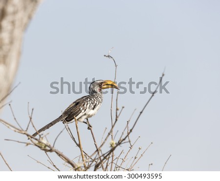 Southern yellow-billed hornbill (Tockus leucomelas), widespread across southern Africa