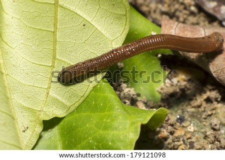 Close view of wild leech on green leaf