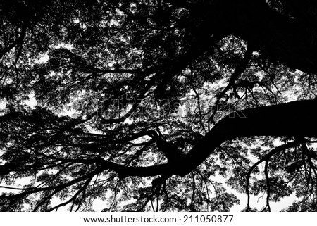 tree branch , black and  white