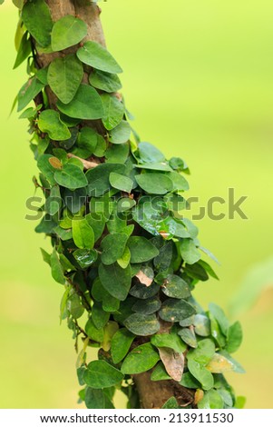 close up ivy on tree
