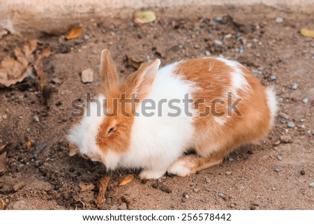 rabbit on ground in garden