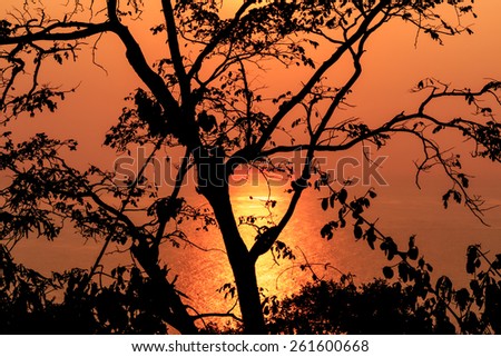 Silhouette of a single tree against the setting sun with Golden sea