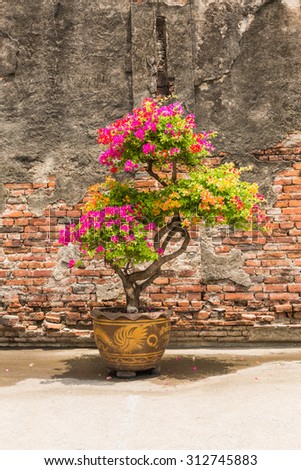 Colorful bougainvillea flower in big jar on old broken brick wall background
