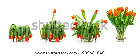 Similar – Image, Stock Photo Dried up plants by the wayside in the sunshine with a gauzy blue background of sky and sea