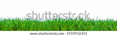 Close up of green blades of grass against a white background 商業照片 © 