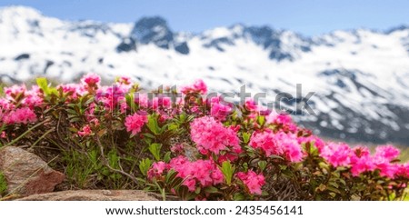 Similar – Image, Stock Photo Alpine roses in front of the Dachstein mountains and the Ennstal
