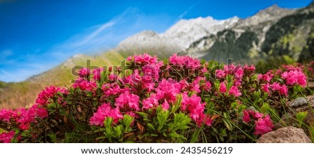 Similar – Image, Stock Photo Alpine roses in front of the Dachstein mountains and the Ennstal