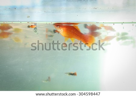 golden fish under water in fish tank