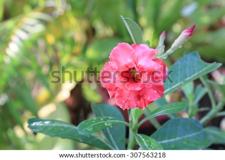 Pink desert Rose