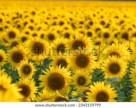 Similar – Image, Stock Photo Bright yellow sunflower field in sunlight. Location place of Ukraine, Europe. Photo of ecology concept. Perfect natural wallpaper. Textural image of drone photography. Discover the beauty of earth