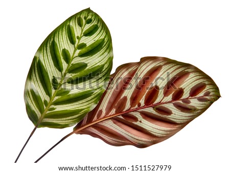 Image, Stock Photo Calathea makoyana leaf closeup