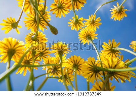 Similar – Image, Stock Photo View from below to a balcony on which a folded clotheshorse is leaning against the wall and an empty flowerpot is standing on the balustrade