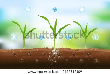 Seedling corn growing from fertile ground with underground roots and fertilizer close up and have technology icon about minerals. Agriculture concept. Use ad the agricultural industry. Vector EPS10.