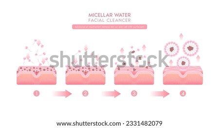 Sectional of mechanism remove dirt on skin cell with surfactant. Remove makeup with micellar. Cosmetics solution facial care pore cleaning with micellar water drop. Face cleanser pure healthy. Vector.