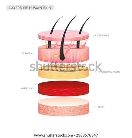 Hair dermis epidermis adipose layers, hypodermis tissue, fat cells and muscle with bone. Layer of the human anatomy skin. Skin health care concept medical diagram infographic. Isolated 3D vector.