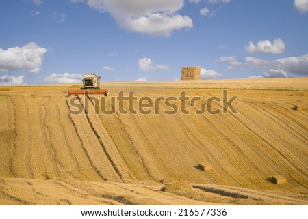 Combine harvesting wheat in sunny, rural field
