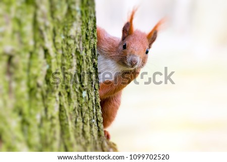 Similar – Foto Bild Neugierig schauendes Eichhörnchen