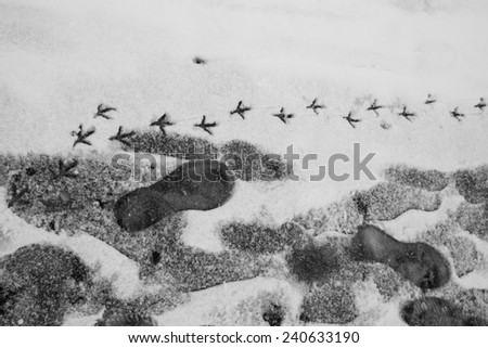 human and bird footprints in the snow