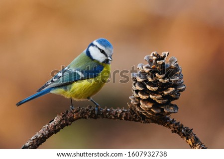 Beautiful blue tit (Cyanistes caeruleus) photographed in autumn on a small branch with a pine cone and a brown background. Foto d'archivio © 