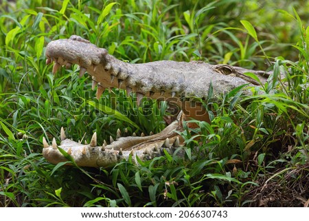 Portrait of a crocodile hidden in the grass with its mouth open