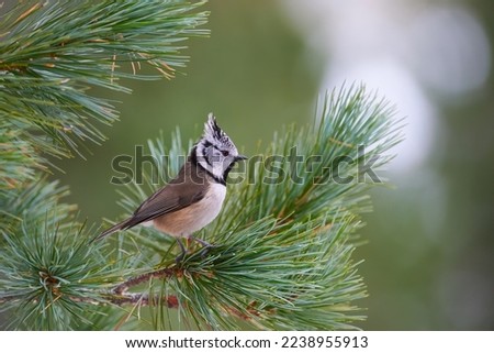 Similar – Image, Stock Photo Crested tit in the woods on a branch