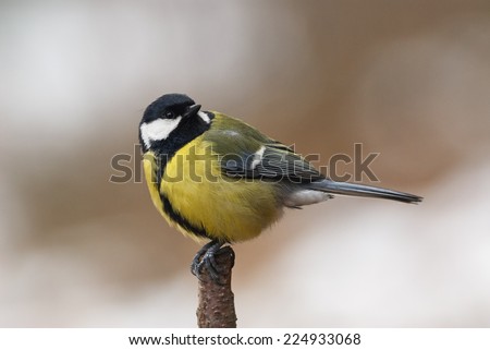 Male Great Tit perched on a branch in autumn, with the head turned