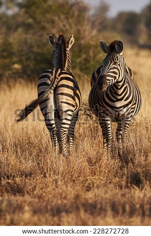 Two zebras on the African savannah, photographed one from the front and one from behind
